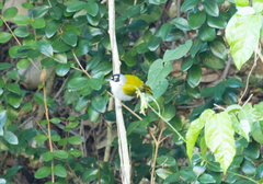 Phaenicophilus palmarum