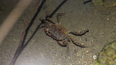 Cryptopotamon anacoluthon