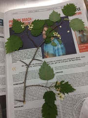 Crataegus schuettei