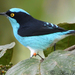 Black-faced Dacnis - Photo (c) Allen Chartier, some rights reserved (CC BY-NC), uploaded by Allen Chartier