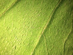 Crataegus schuettei
