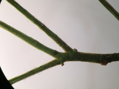 Crataegus schuettei