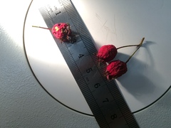 Crataegus schuettei