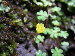 Oxalis exilis