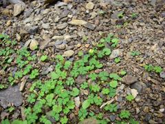 Oxalis exilis