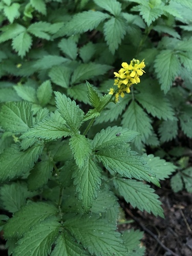 roadside agrimony (Agrimonia striata)