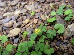Oxalis exilis