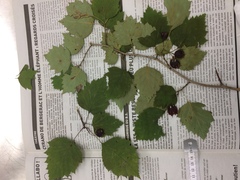 Crataegus schuettei