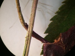 Crataegus schuettei