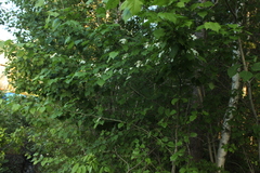 Crataegus schuettei