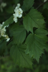 Crataegus schuettei