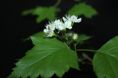 Crataegus schuettei