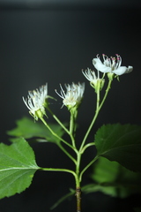 Crataegus schuettei