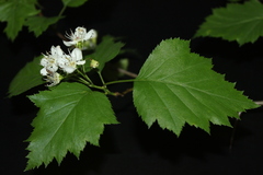 Crataegus schuettei