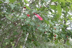 Crataegus schuettei