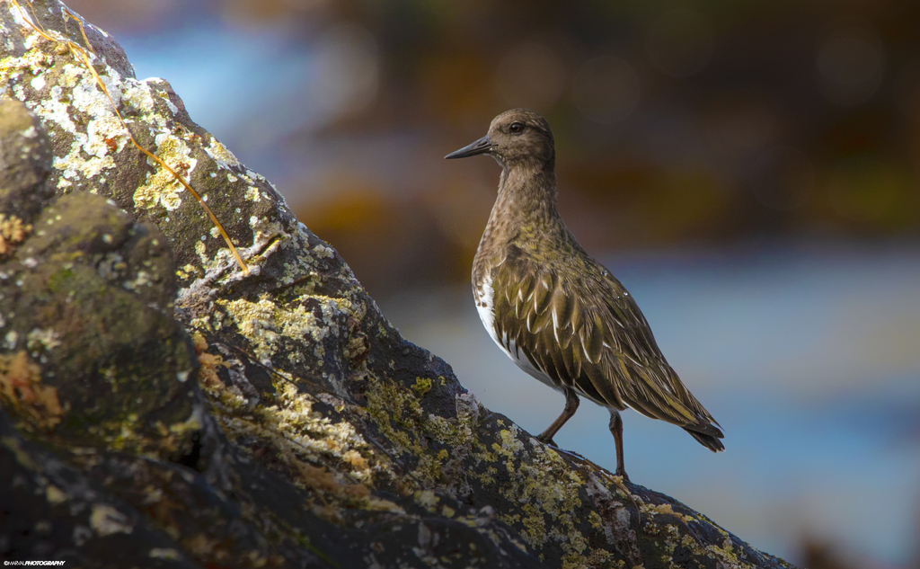 Black Turnstone