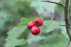Crataegus schuettei