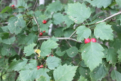 Crataegus schuettei