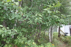 Crataegus schuettei