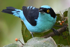 Dacnis lineata