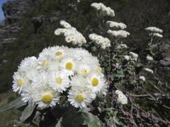 Helichrysum fruticans