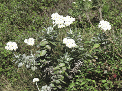 Helichrysum fruticans