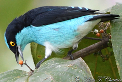Dacnis lineata
