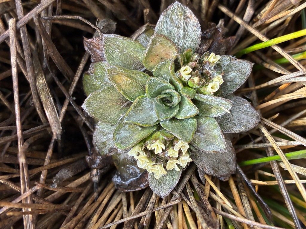 Englerocharis
