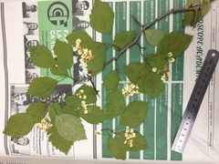 Crataegus brainerdii