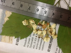 Crataegus brainerdii