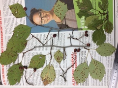 Crataegus brainerdii