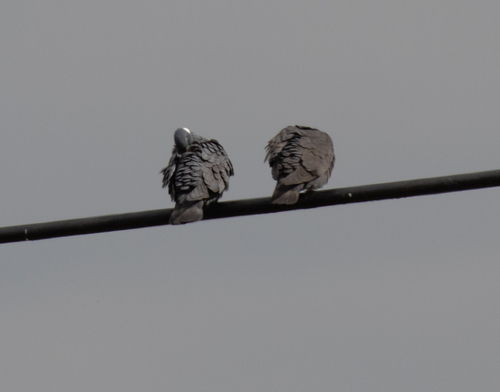 White-collared Pigeon (Columba albitorques), photo 10
