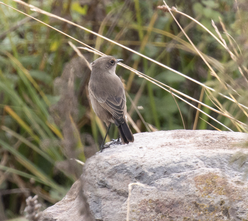 Moorland Chat (Pinarochroa sordida), photo 8