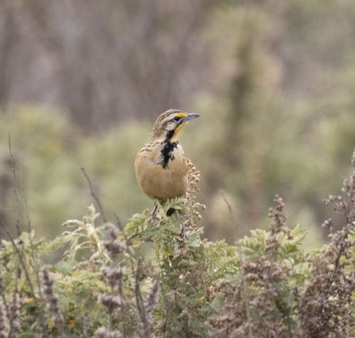 Abyssinian Longclaw (Macronyx flavicollis), photo 3