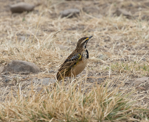 Abyssinian Longclaw (Macronyx flavicollis), photo 2