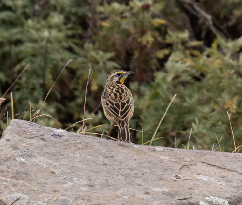 Abyssinian Longclaw (Macronyx flavicollis), photo 5
