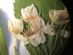 Crataegus brainerdii