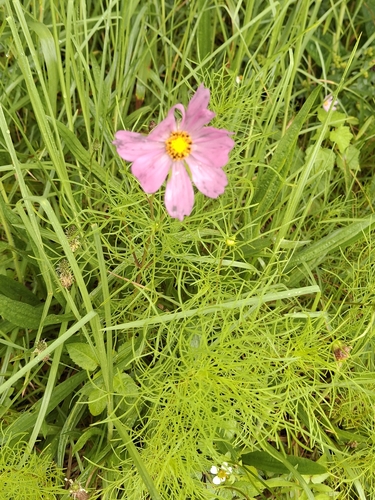 Ein weiteres Foto von Garden cosmos