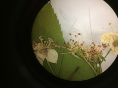 Crataegus brainerdii