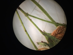 Crataegus brainerdii