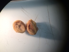 Crataegus brainerdii