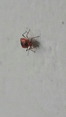 Ambracius dufouri