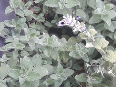 Nepeta × faassenii