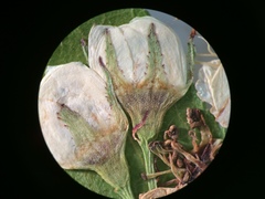 Crataegus brainerdii