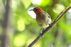 Cardinal Myzomela photo 2