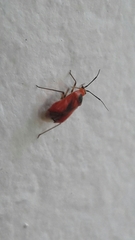 Ambracius dufouri