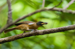 Rennell Shrikebill photo 1