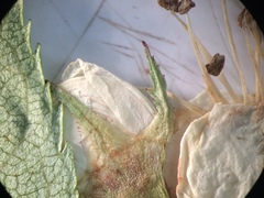 Crataegus brainerdii