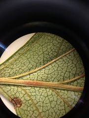 Crataegus brainerdii