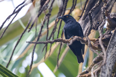 Rennell Starling photo 2